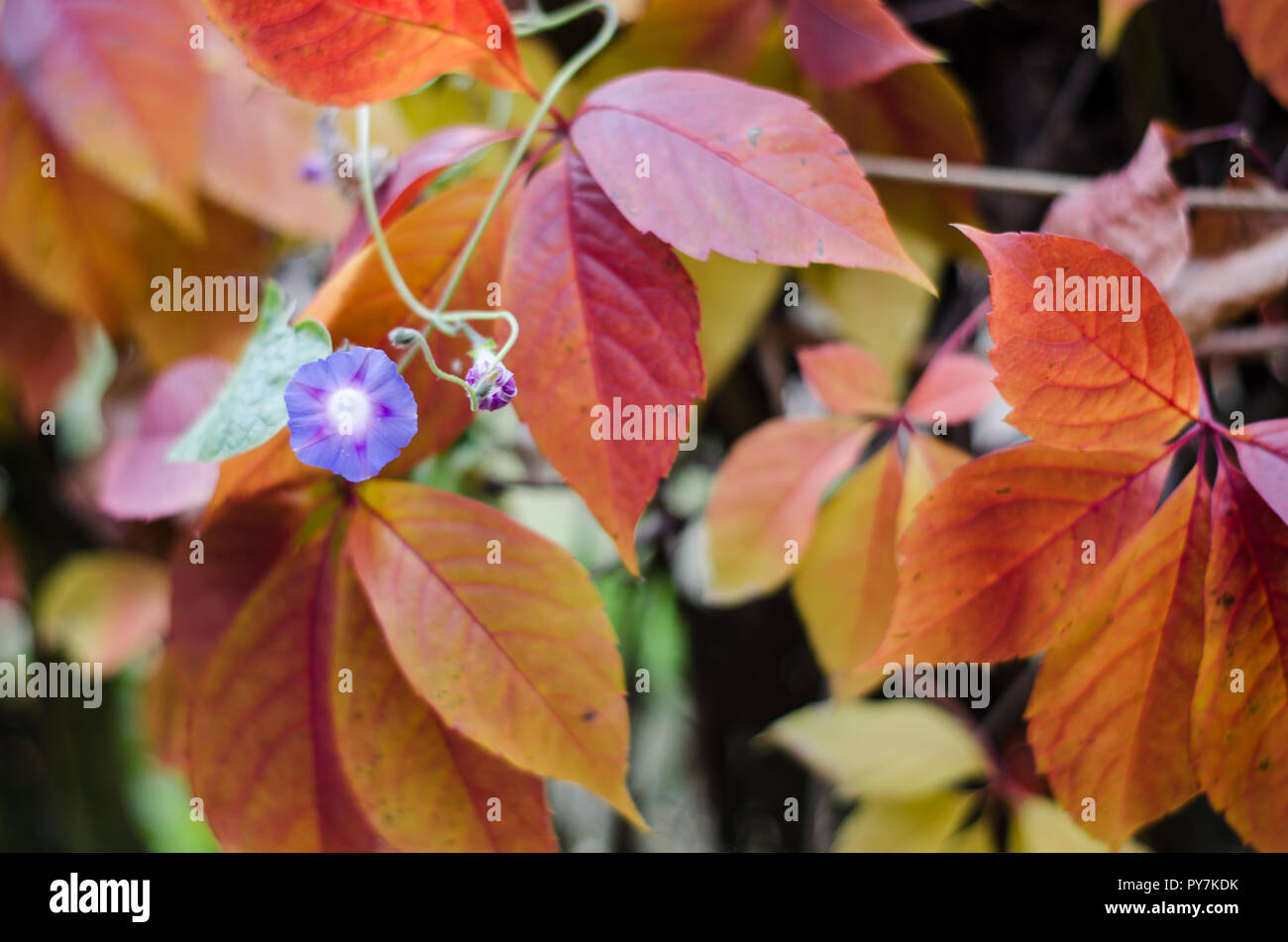 Petite fleur violette sur un fond de feuilles rouges en automne Banque D'Images