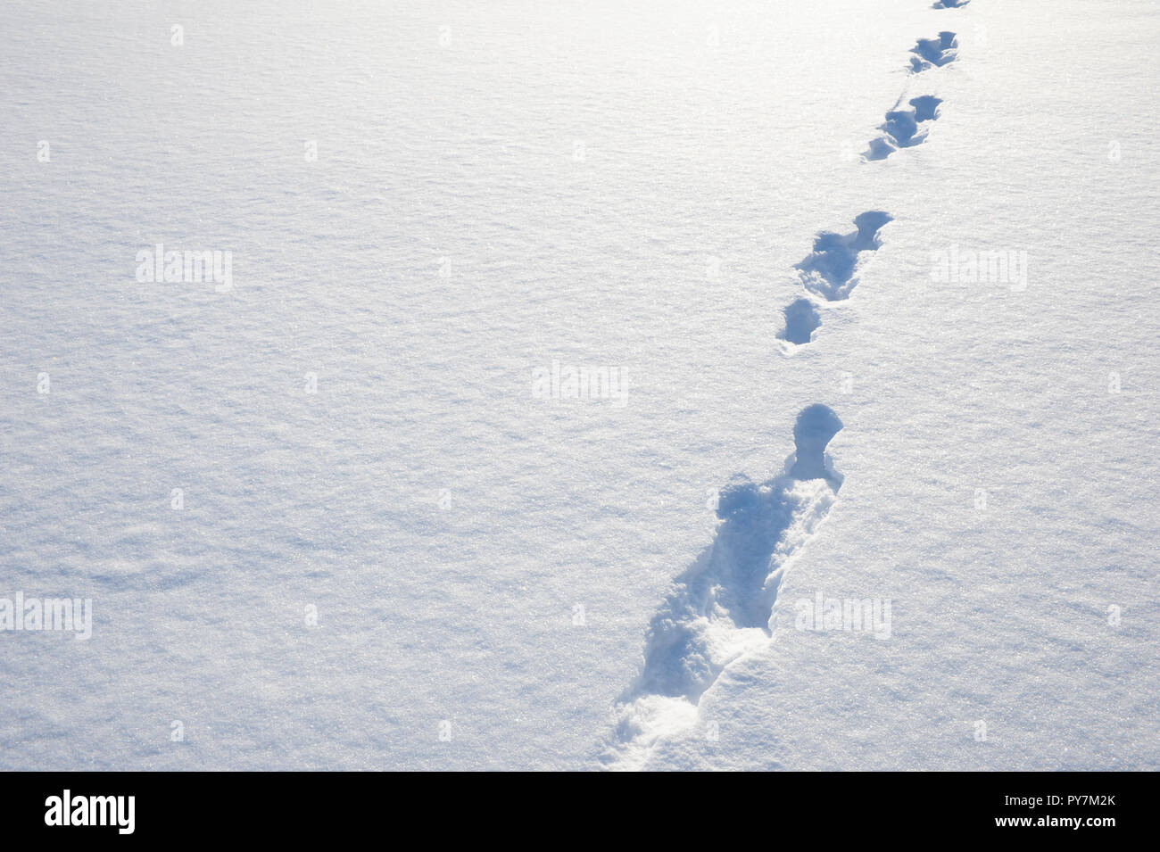 Des pistes d'animaux dans la neige Banque D'Images