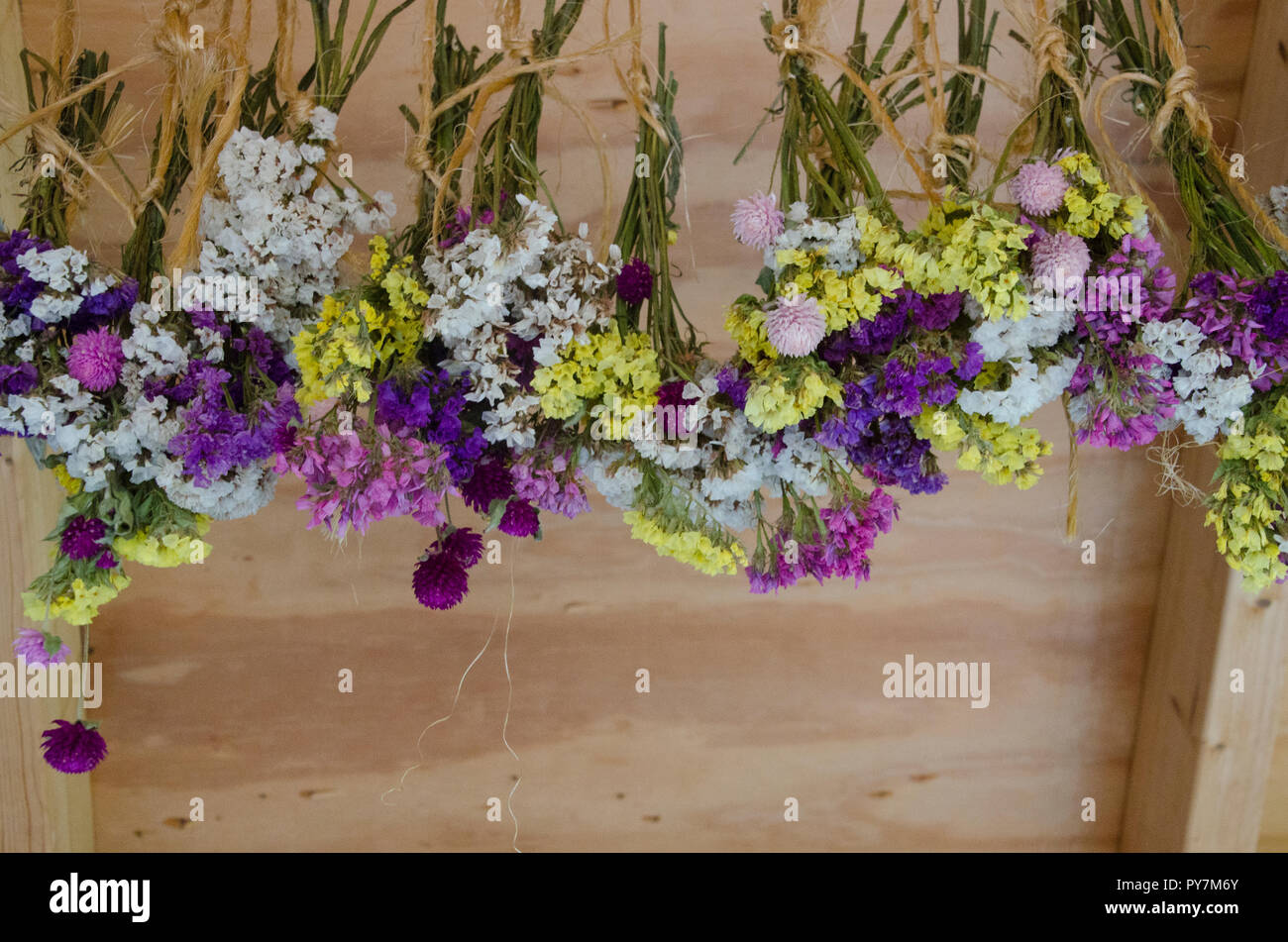 Le séchage des fleurs cueillies dans la remise, Maine, USA Banque D'Images