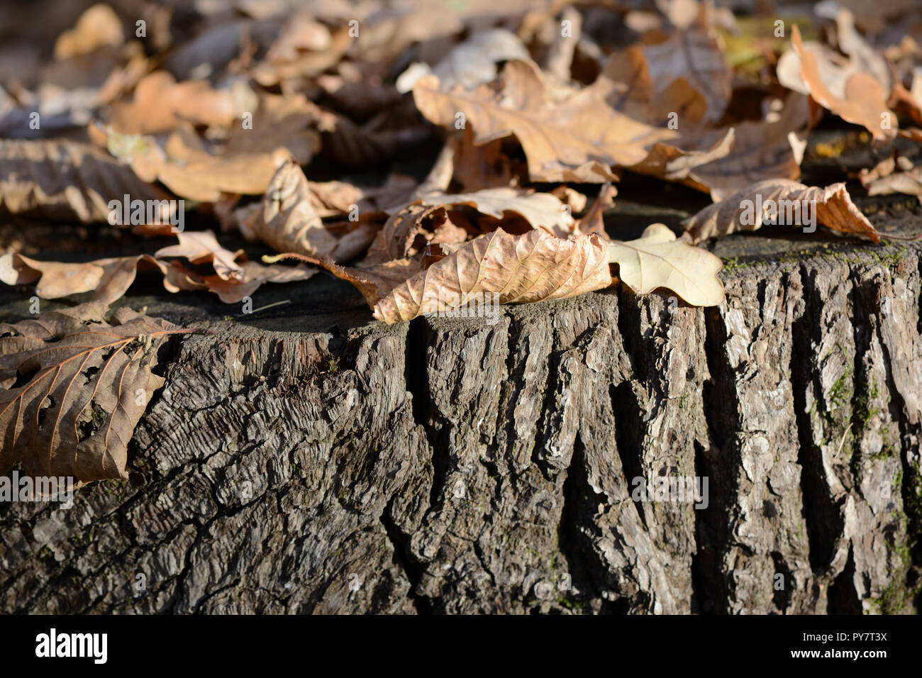 Des feuilles sèches sur une souche dans la forêt d'automne close up Banque D'Images
