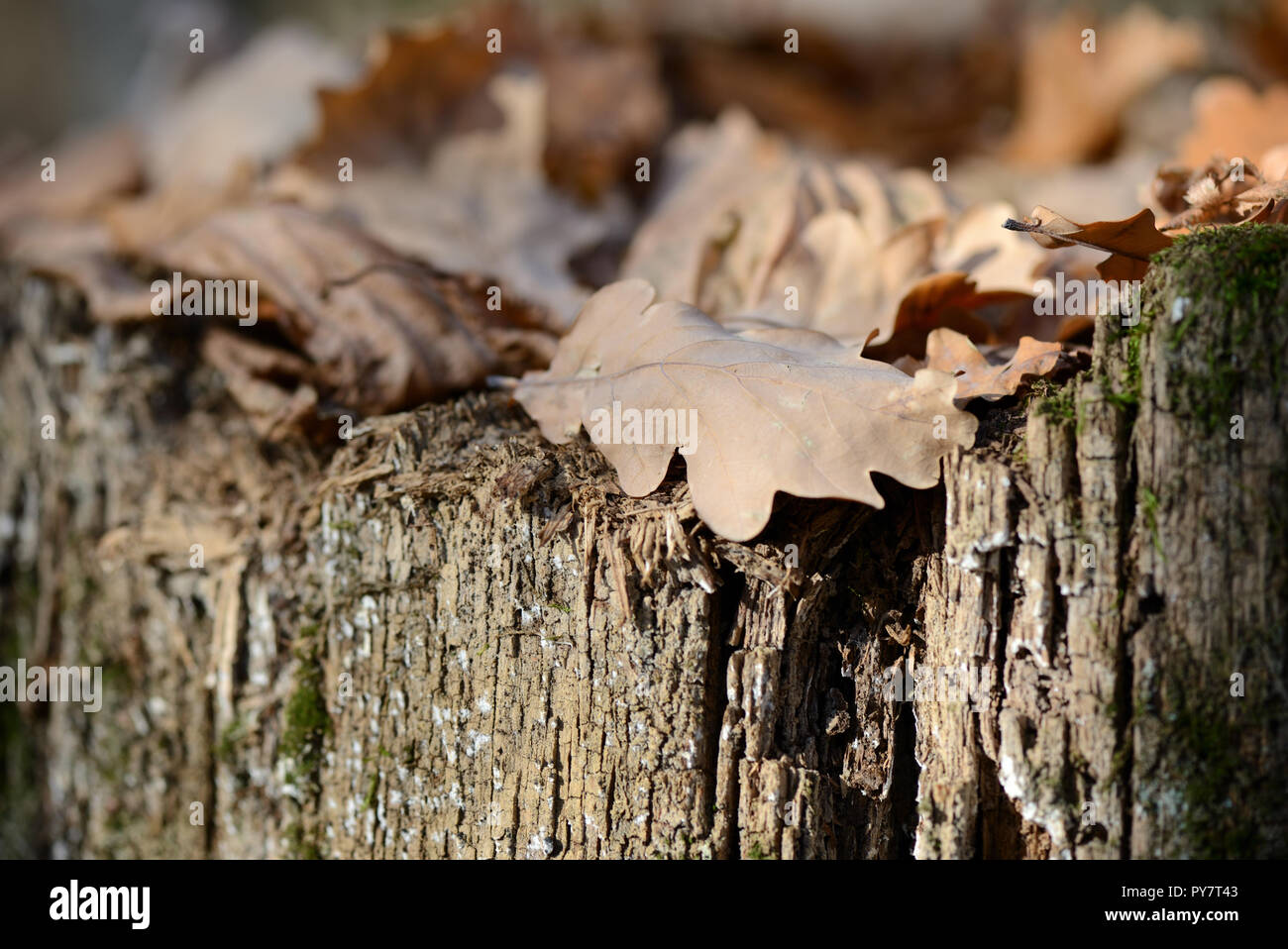 Des feuilles sèches sur une souche dans la forêt d'automne close up Banque D'Images