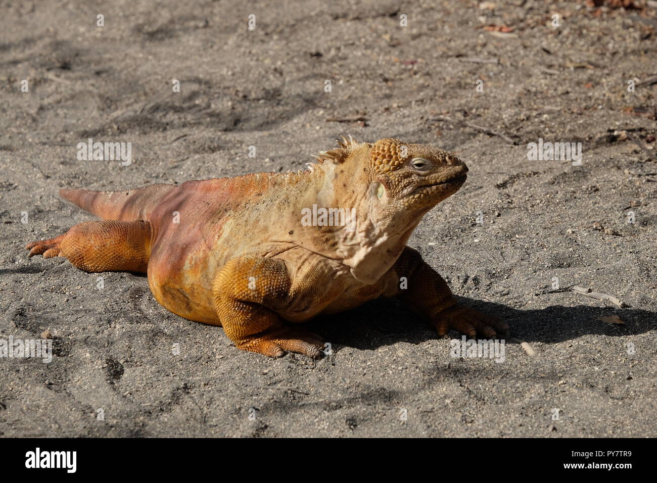 Grand iguane orange sur une plage de sable fin, l'île des Galapagos Banque D'Images