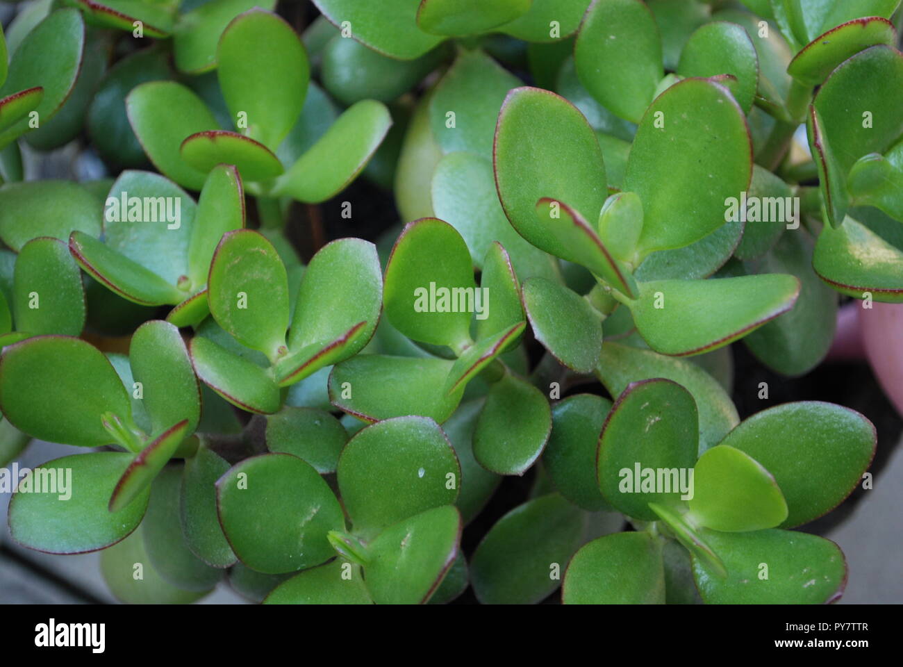 Plante porte bonheur Banque de photographies et d'images à haute résolution  - Alamy