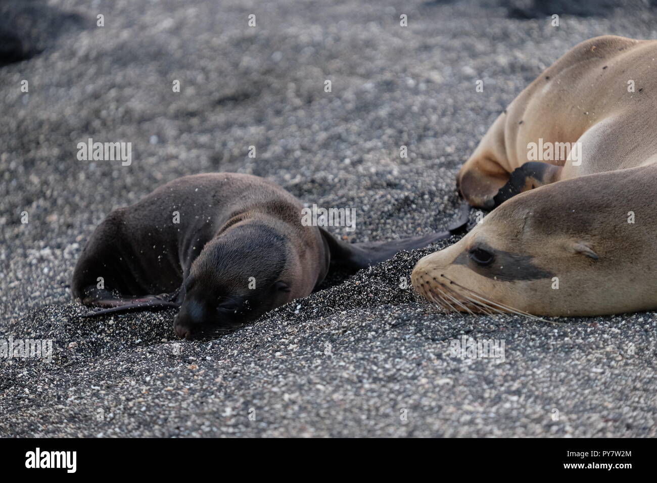 Mère et bébé phoque sur la plage de galets, Îles Galápagos Banque D'Images