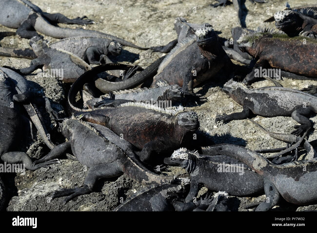 De nombreux iguanes marins sur les rochers, Îles Galápagos Banque D'Images