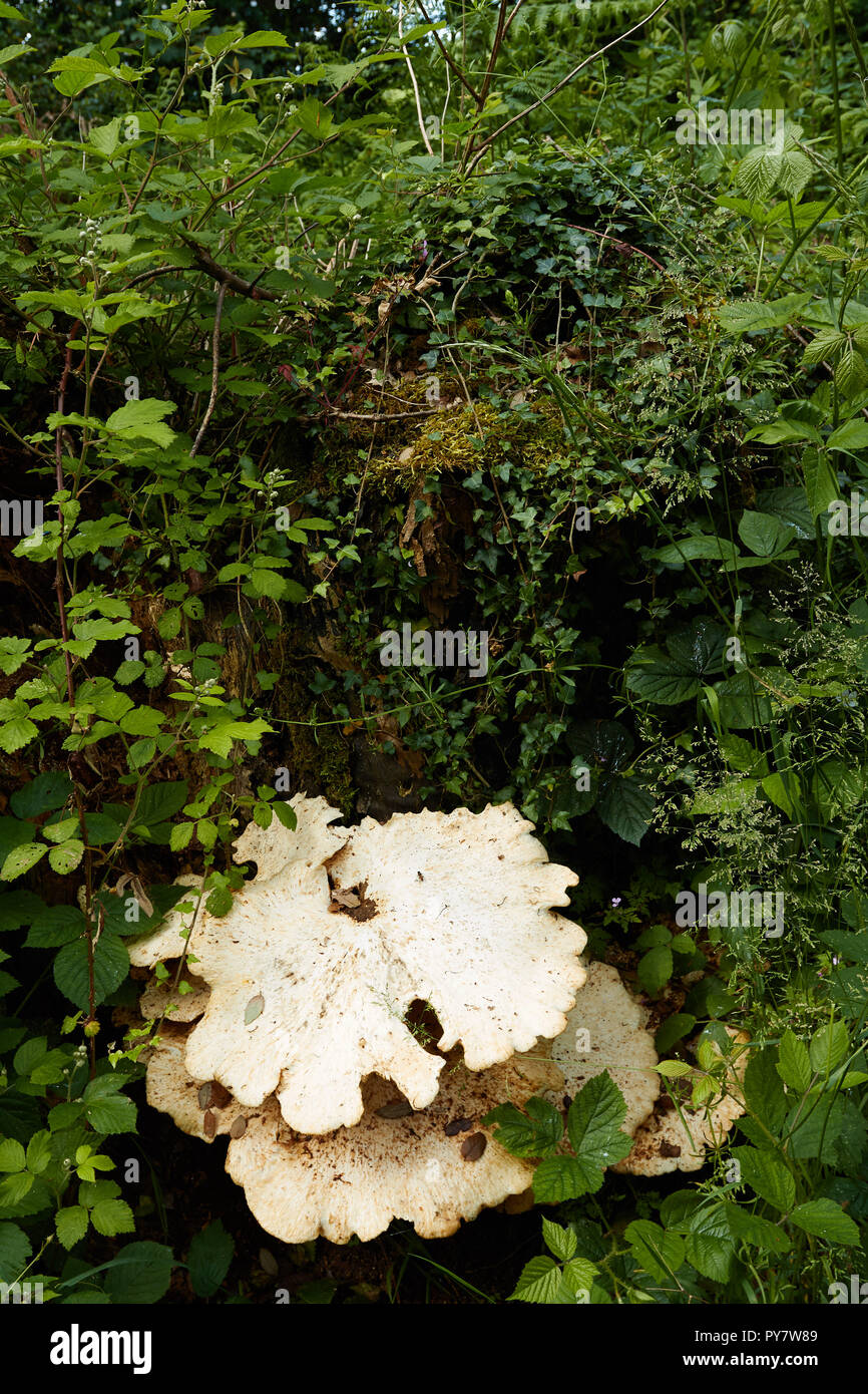 Support blanc champignons sur souche d'arbre et de verdure, Croydon, Angleterre, Royaume-Uni, Europe Banque D'Images