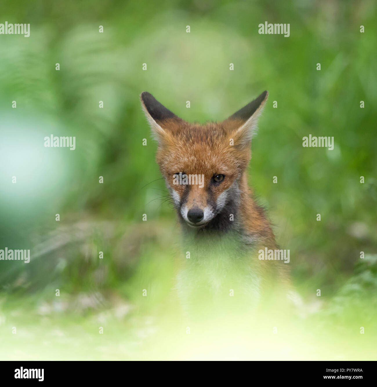 Vue de face détaillée du renard rouge britannique juvénile (Vulpes vulpes) se cachant dans les bois britanniques, en affant la tête. Magnifique portrait tête et visage de renard. Banque D'Images