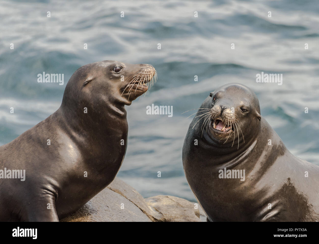 Deux lions de mer assis sur les rochers à La Jolla, Californie Banque D'Images
