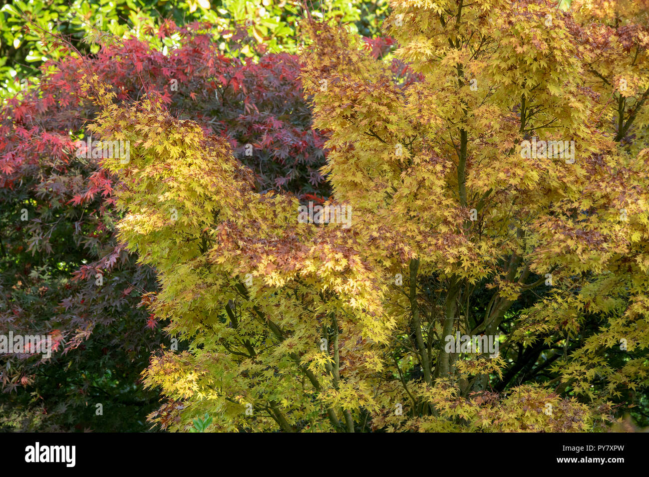 Acer palmatum 'Sango kaku' feuillage de l'automne. UK Banque D'Images