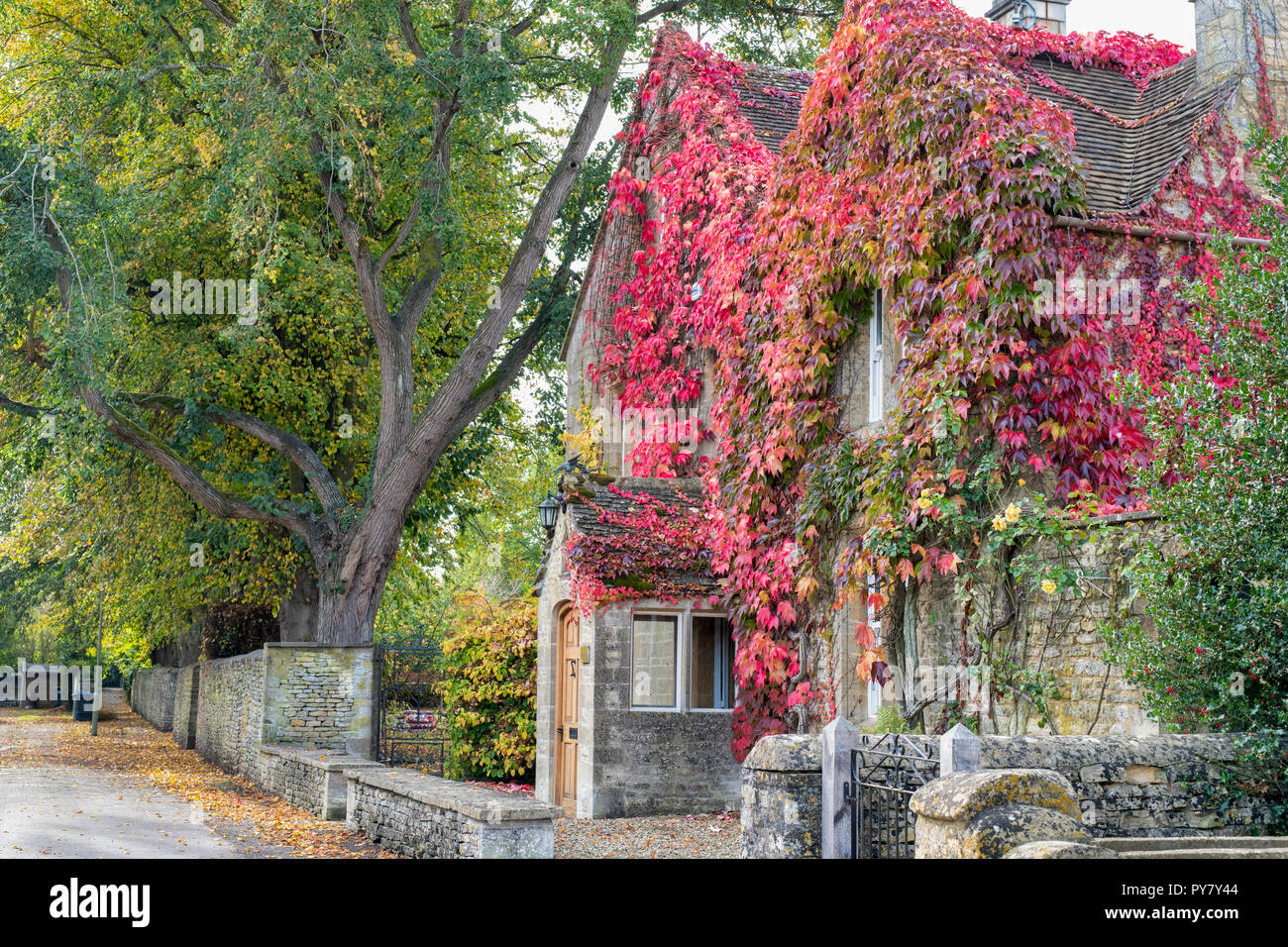 Du Parthenocissus tricuspidata. Boston ivy / réducteur japonais couvrant une maison à Shipton Under Wychwood, Cotswolds, Oxfordshire, Angleterre Banque D'Images