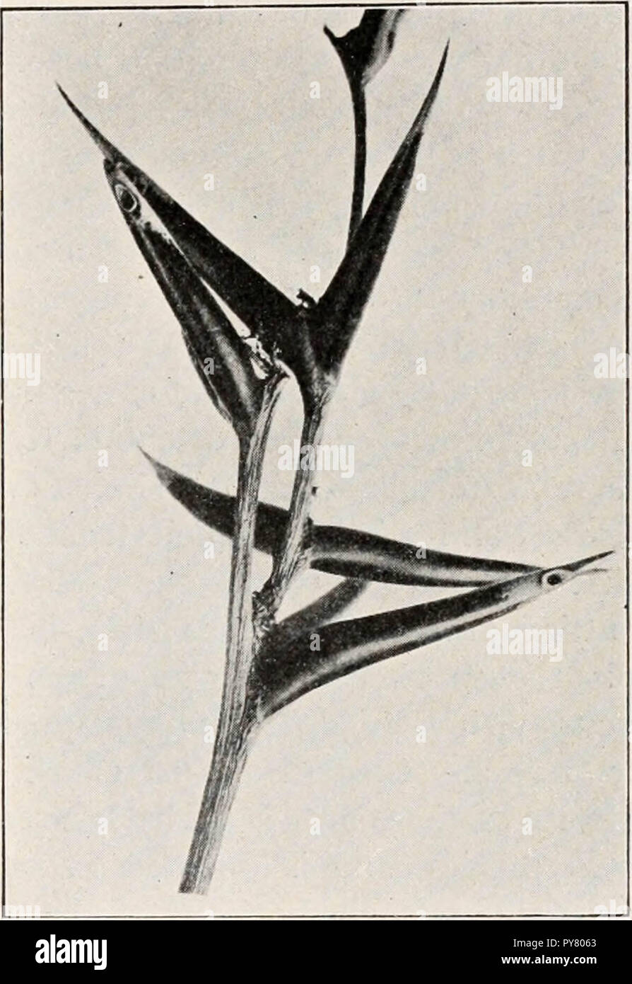 'Les fourmis ; leur structure, le développement et le comportement" (1910) Banque D'Images