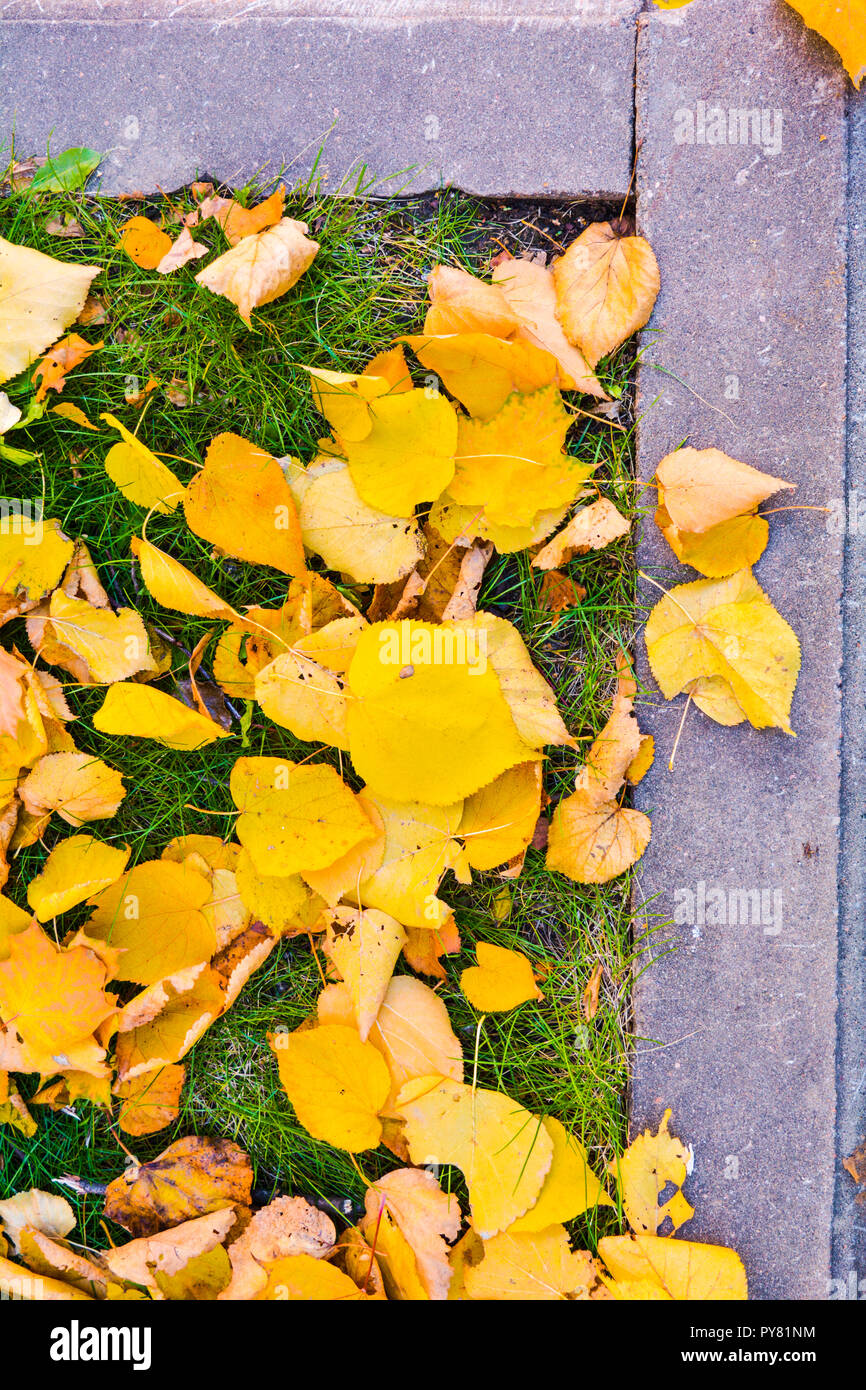 L'automne les feuilles jaunes se trouvent sur la pelouse avec de l'herbe verte encadré dans une bordure de ciment. Vue de dessus de l'angle de l'automne dans la ville de pelouse Banque D'Images