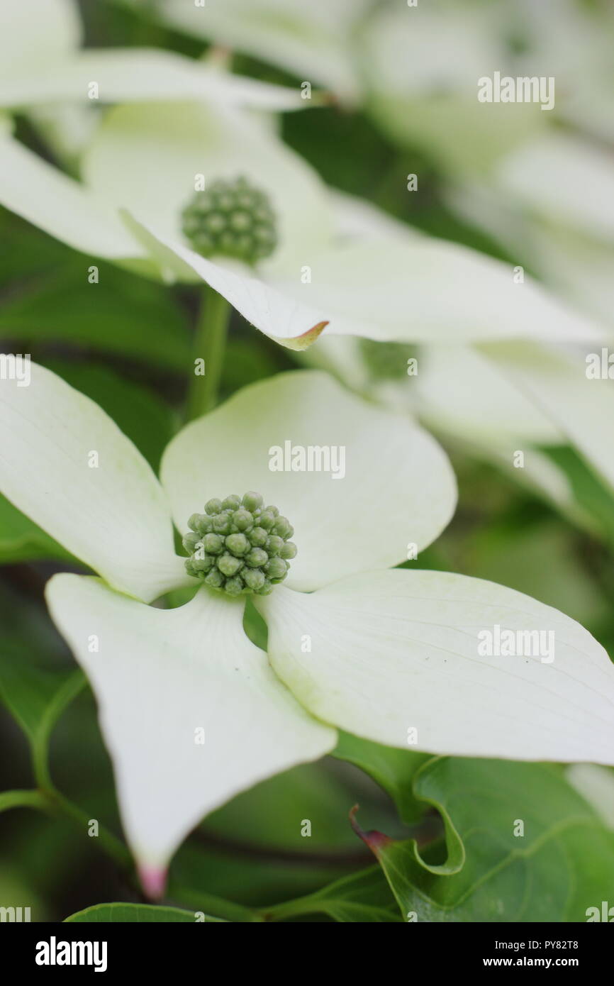 Cornus kousa var. chinensis 'China Girl'. Cornouiller chinois attrayant affichage bractées, début de l'été, UK Banque D'Images