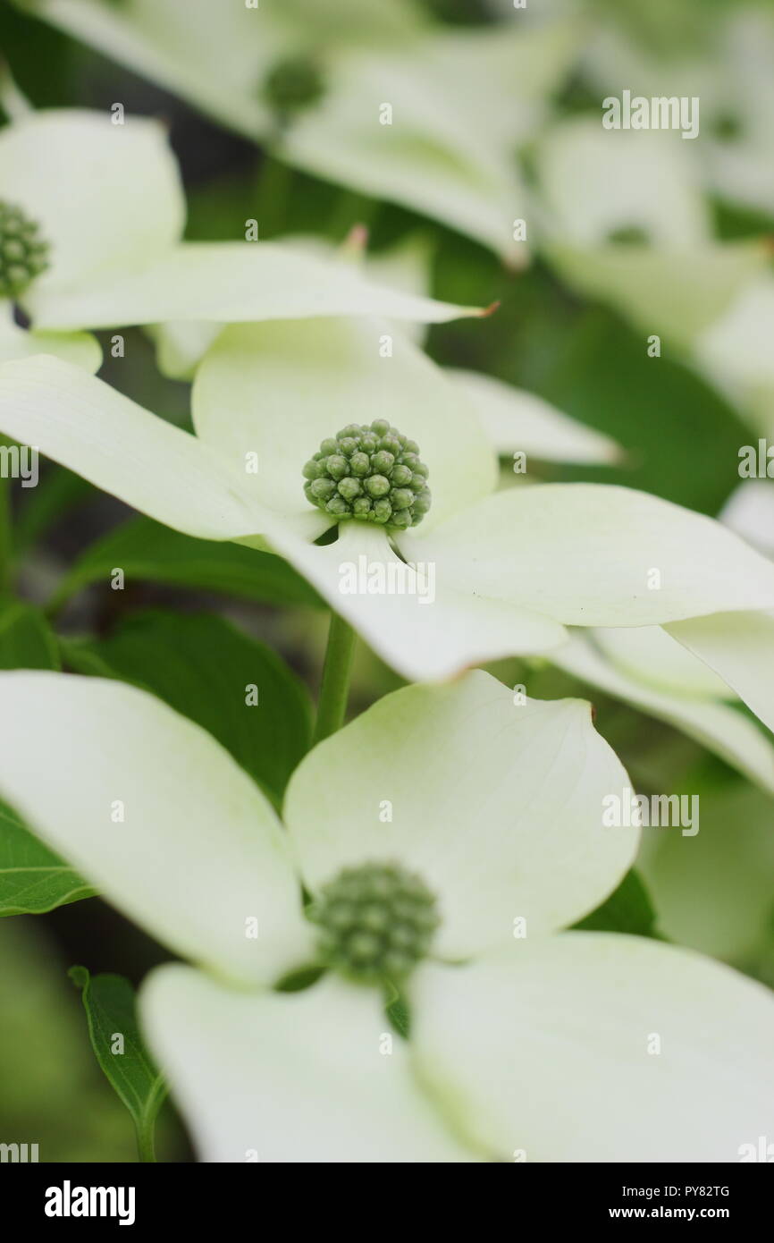 Cornus kousa var. chinensis 'China Girl'. Cornouiller chinois attrayant affichage bractées, début de l'été, UK Banque D'Images