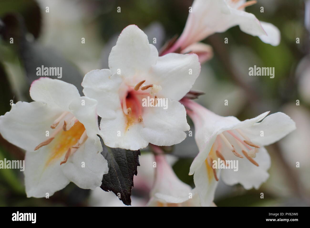 Weigela 'Ebony et Ivory' arbuste à feuilles caduques, floraison de mai, UK Banque D'Images