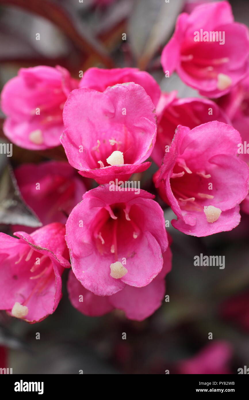 Weigela florida 'Wine and Roses' arbuste à feuilles caduques, floraison de mai, UK Banque D'Images