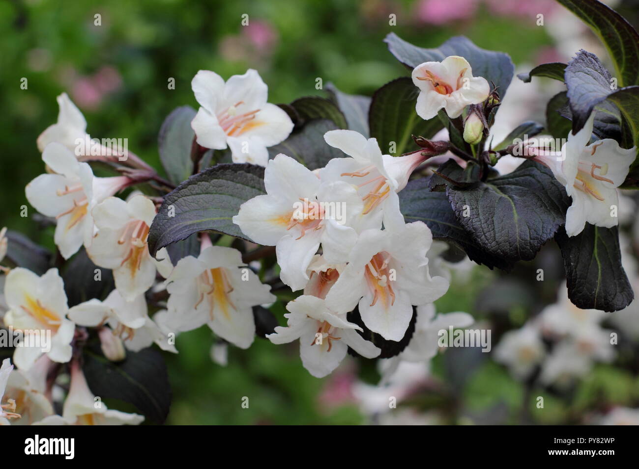 Weigela 'Ebony et Ivory' arbuste à feuilles caduques, floraison de mai, UK Banque D'Images