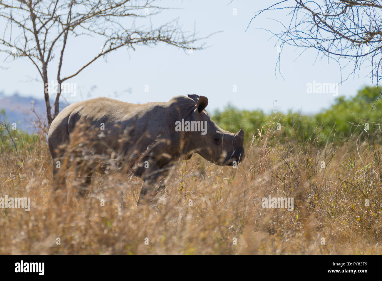 Chiot isolés de rhinocéros à Hluhluwe Imfolozi Park, Afrique du Sud. La faune africaine. Ceratotherium simum Banque D'Images