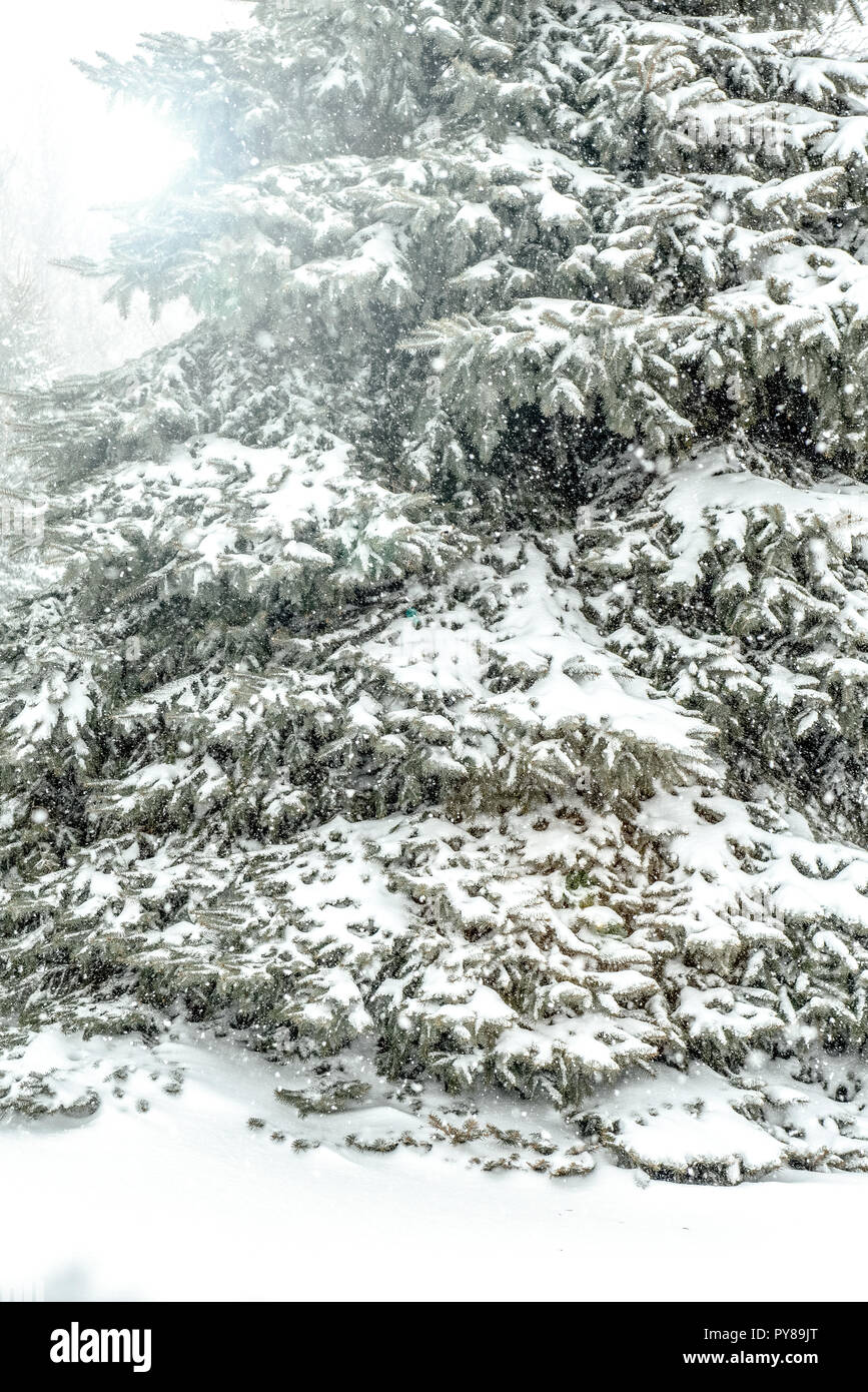 Un pin avec l'accumulation de neige sur les branches de l'encombrer. Banque D'Images