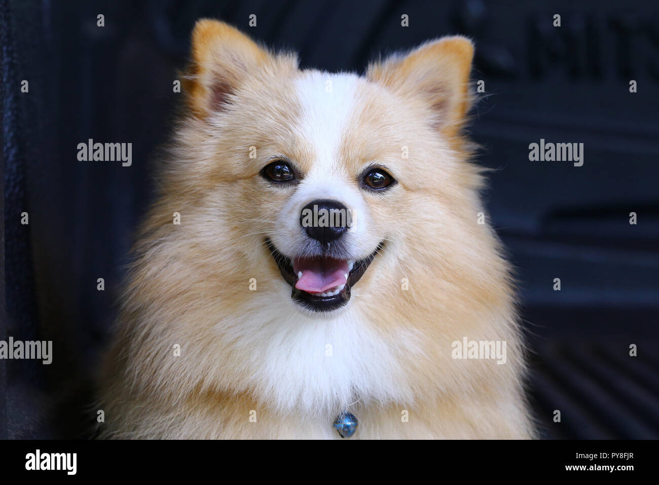Chihuahua chien Pomeranian mix avec brown Sarawasi article à l'avant. Banque D'Images