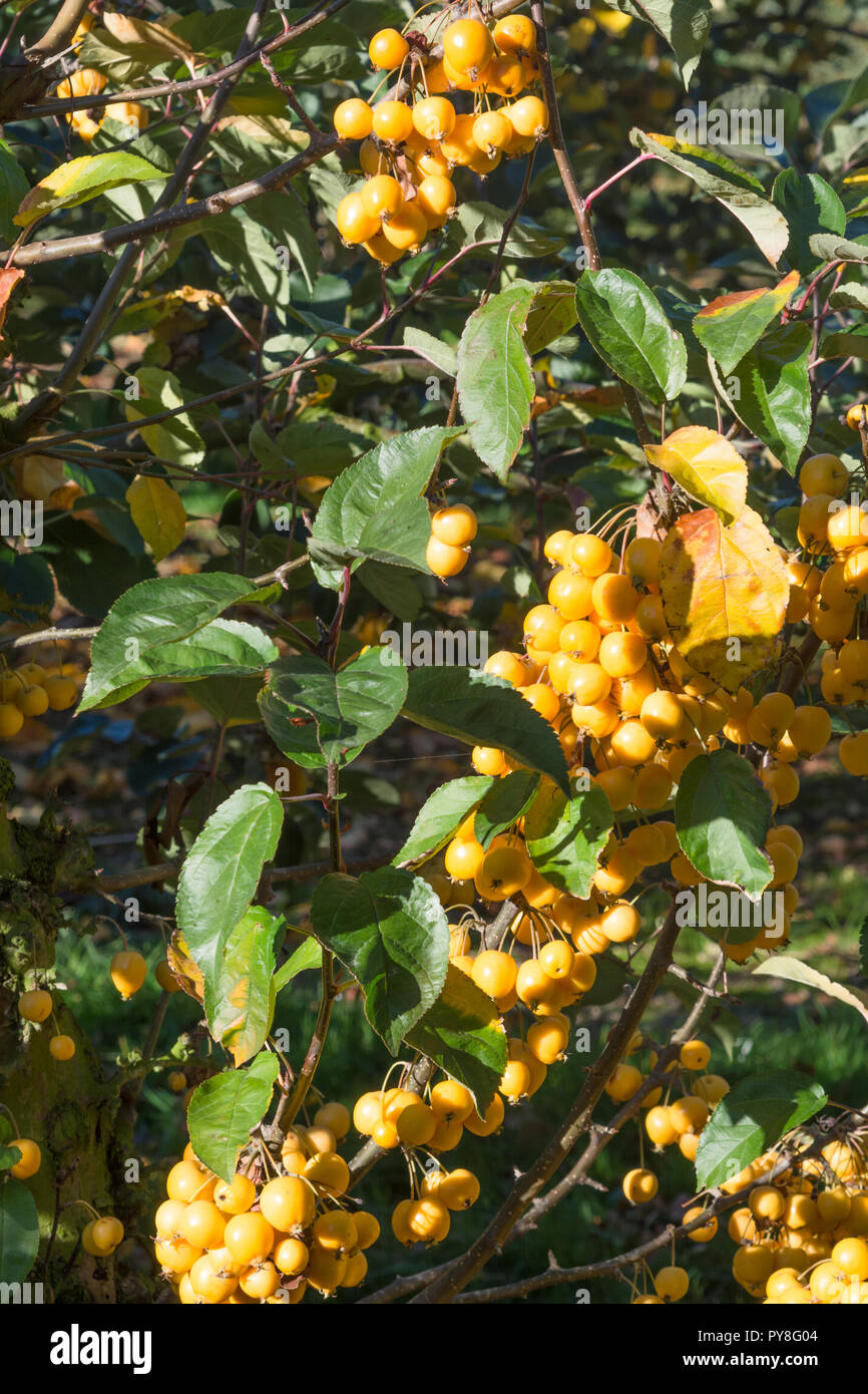 Malus × zumi 'Golden Hornet' Banque D'Images