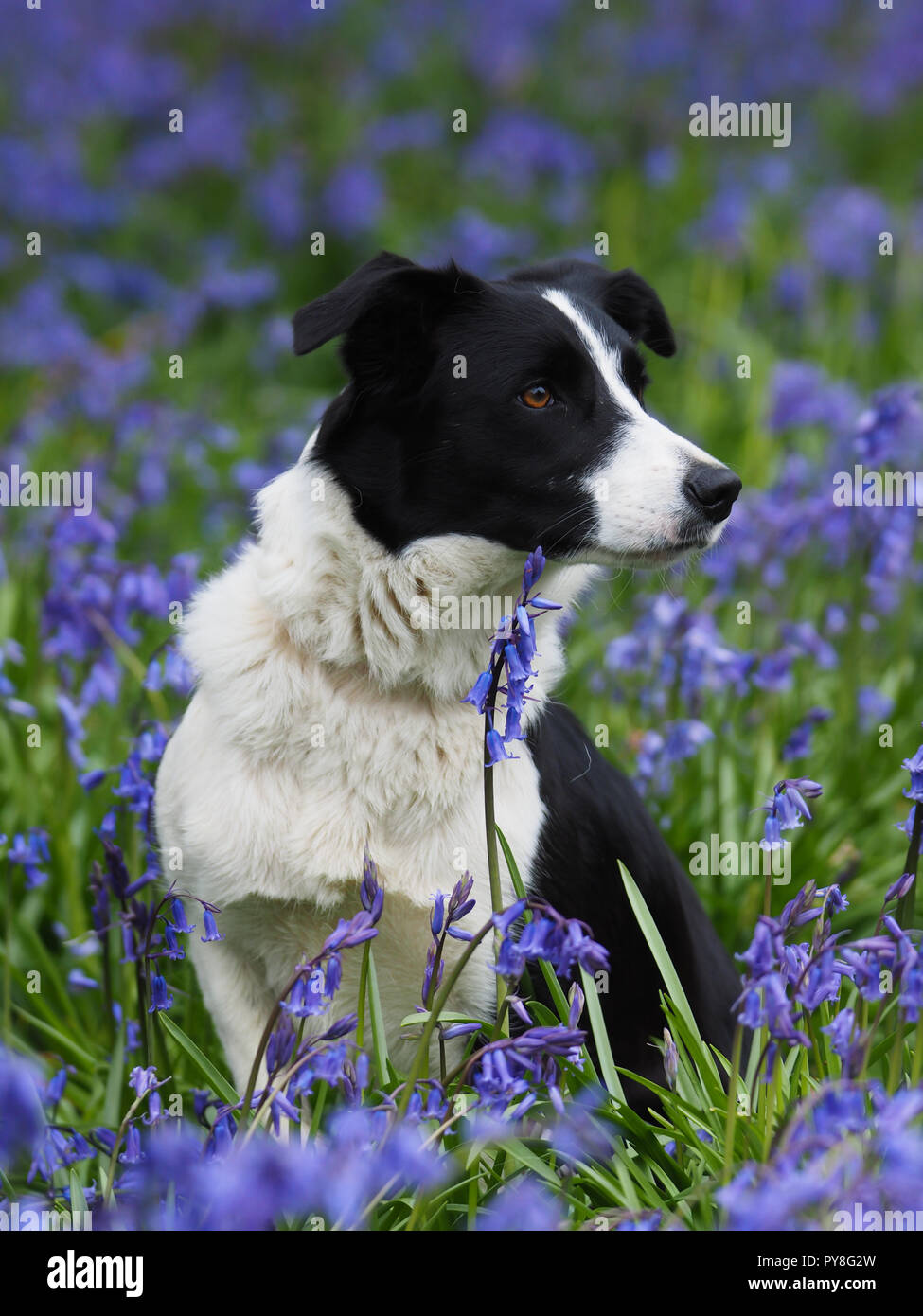 Un joli colley chien se trouve dans un pré de jacinthes. Banque D'Images