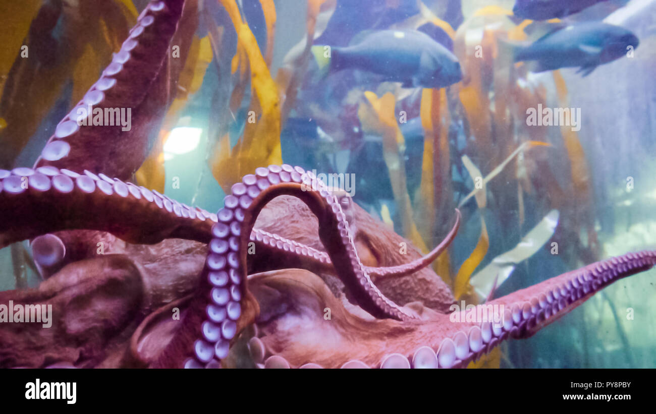 Big octopus dans grand aquarium d'eau salée. Banque D'Images