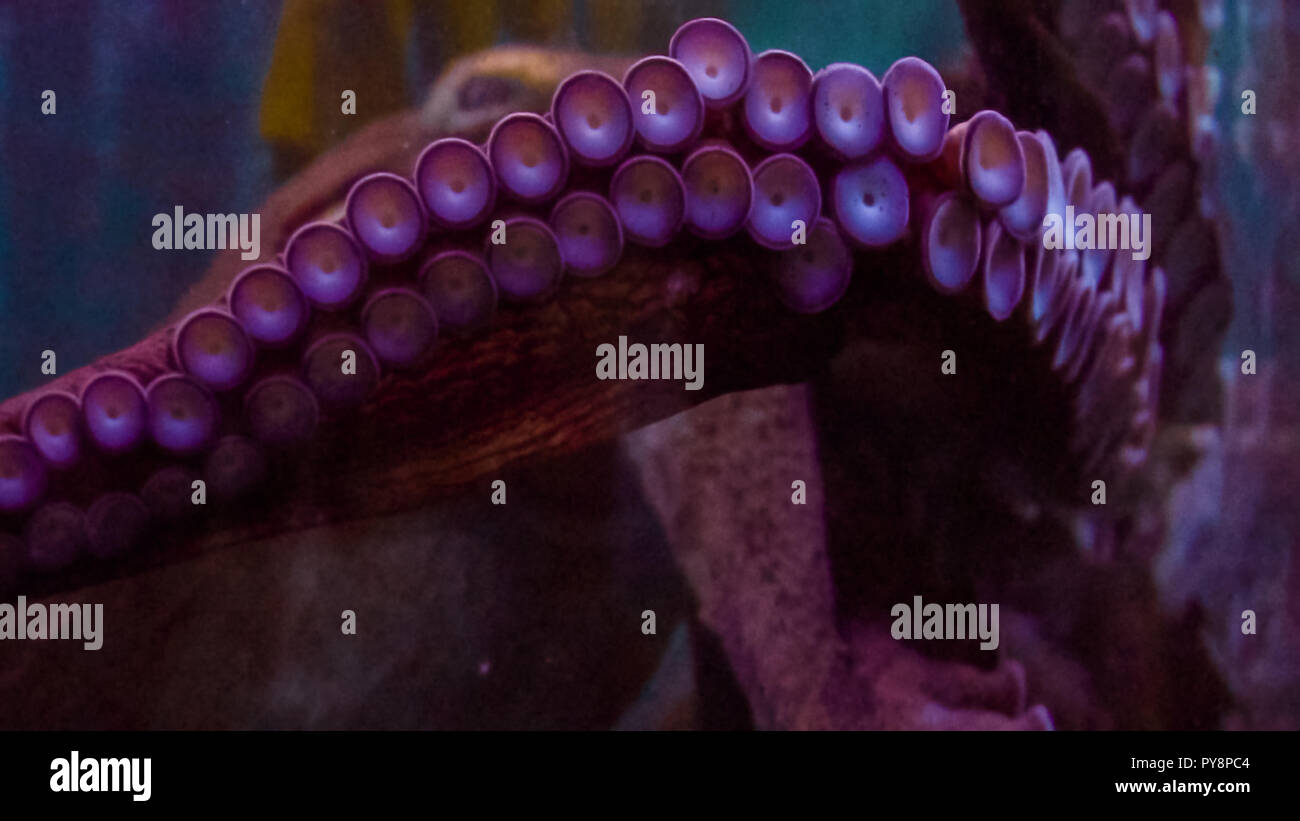 Big octopus dans grand aquarium d'eau salée. Banque D'Images