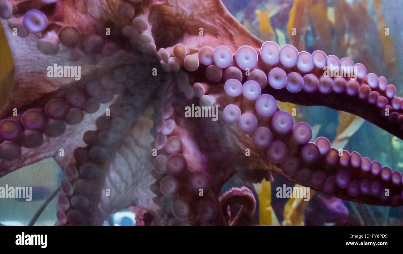 Big octopus dans grand aquarium d'eau salée. Banque D'Images