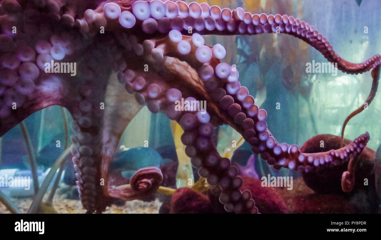 Big octopus dans grand aquarium d'eau salée. Banque D'Images