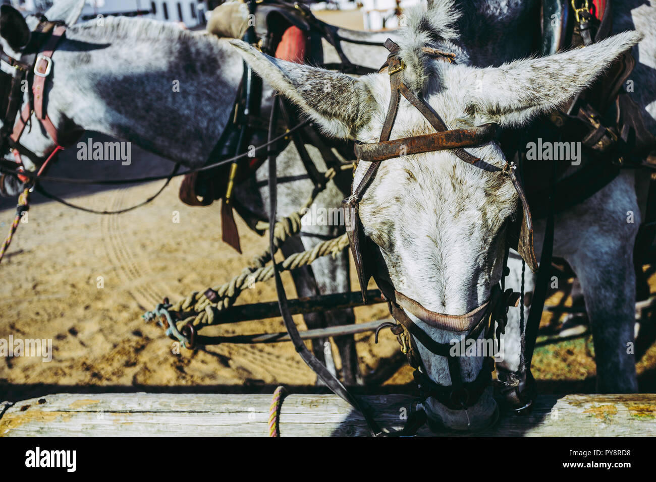 Tête de mule avec les grandes oreilles de l'avant-plan, amarrés au bâton en bois Banque D'Images