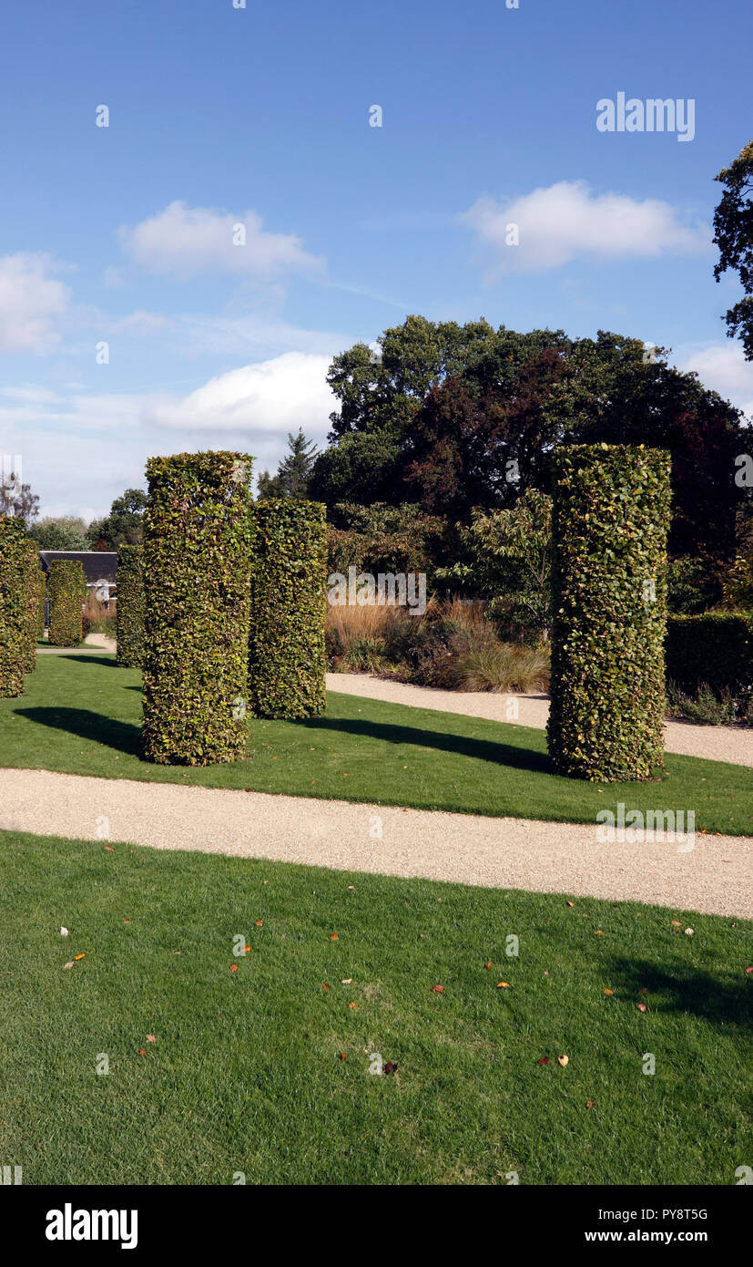 FAGUS SYLVATICA. Hêtre Colonnes. TOPIARY Banque D'Images