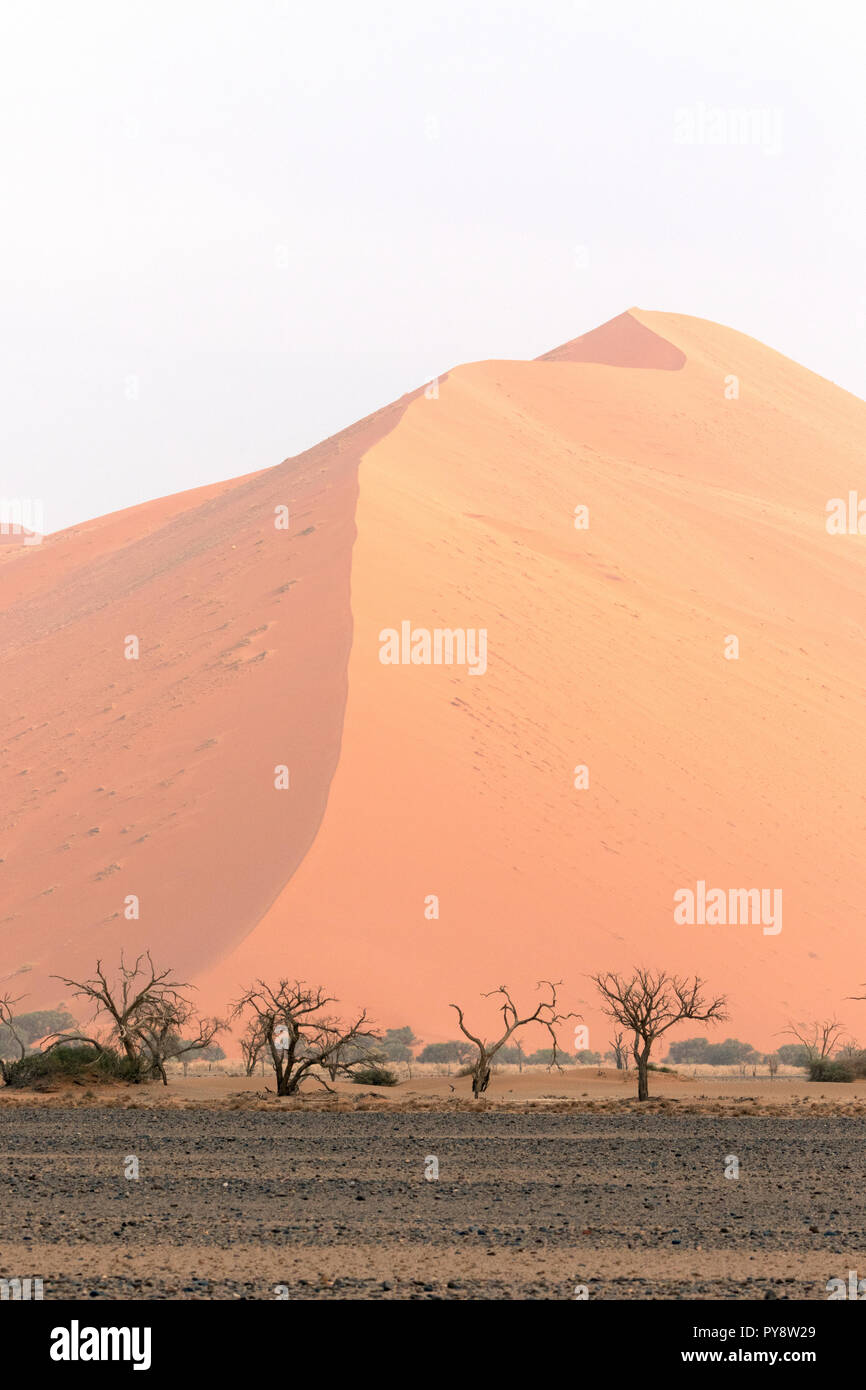 La Namibie dune de sable et d'arbres, paysage désertique à Sossusvlei, Désert du Namib, Namib-Naukluft National Park, Afrique Namibie Banque D'Images