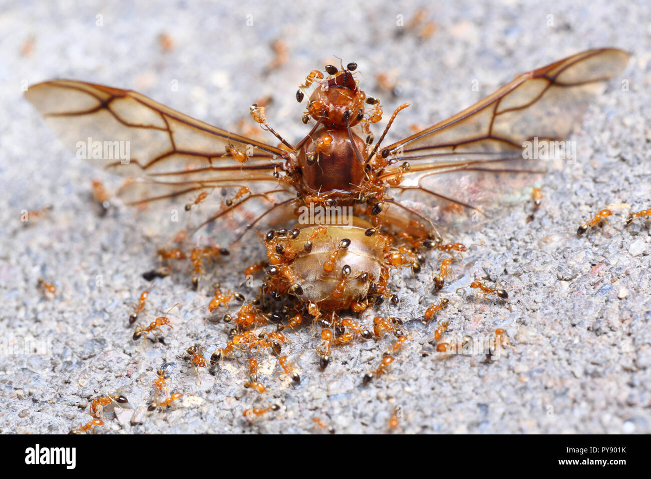 Reine morte entourée par les travailleurs ant Banque D'Images