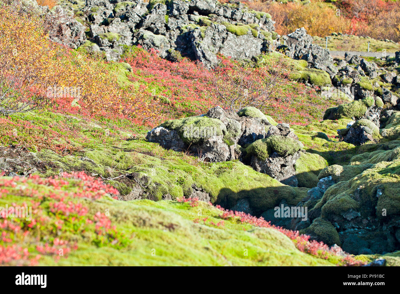 Mousse d’Islande Banque D'Images