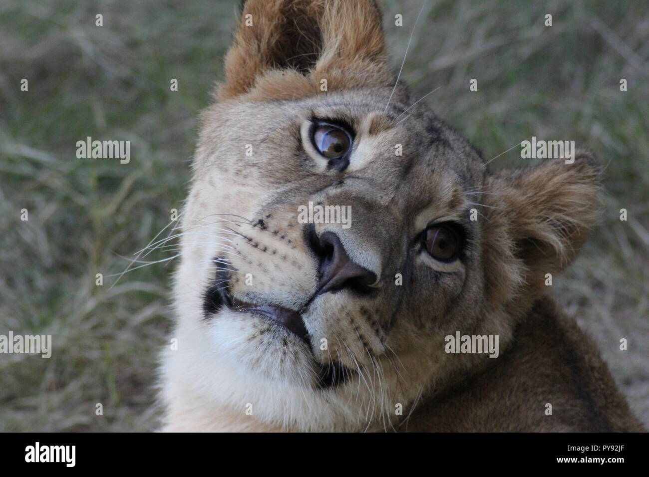 Close-up d'une lionne tournant la tête Banque D'Images