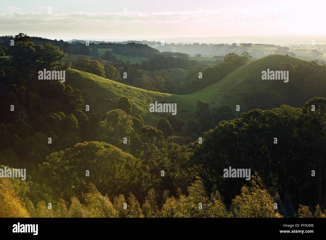 Collines vertes de l'Australie les plus productifs du monde, près de la mer dans la région laitière du Gippsland Strzelecki Ranges, Victoria, Australie. Banque D'Images