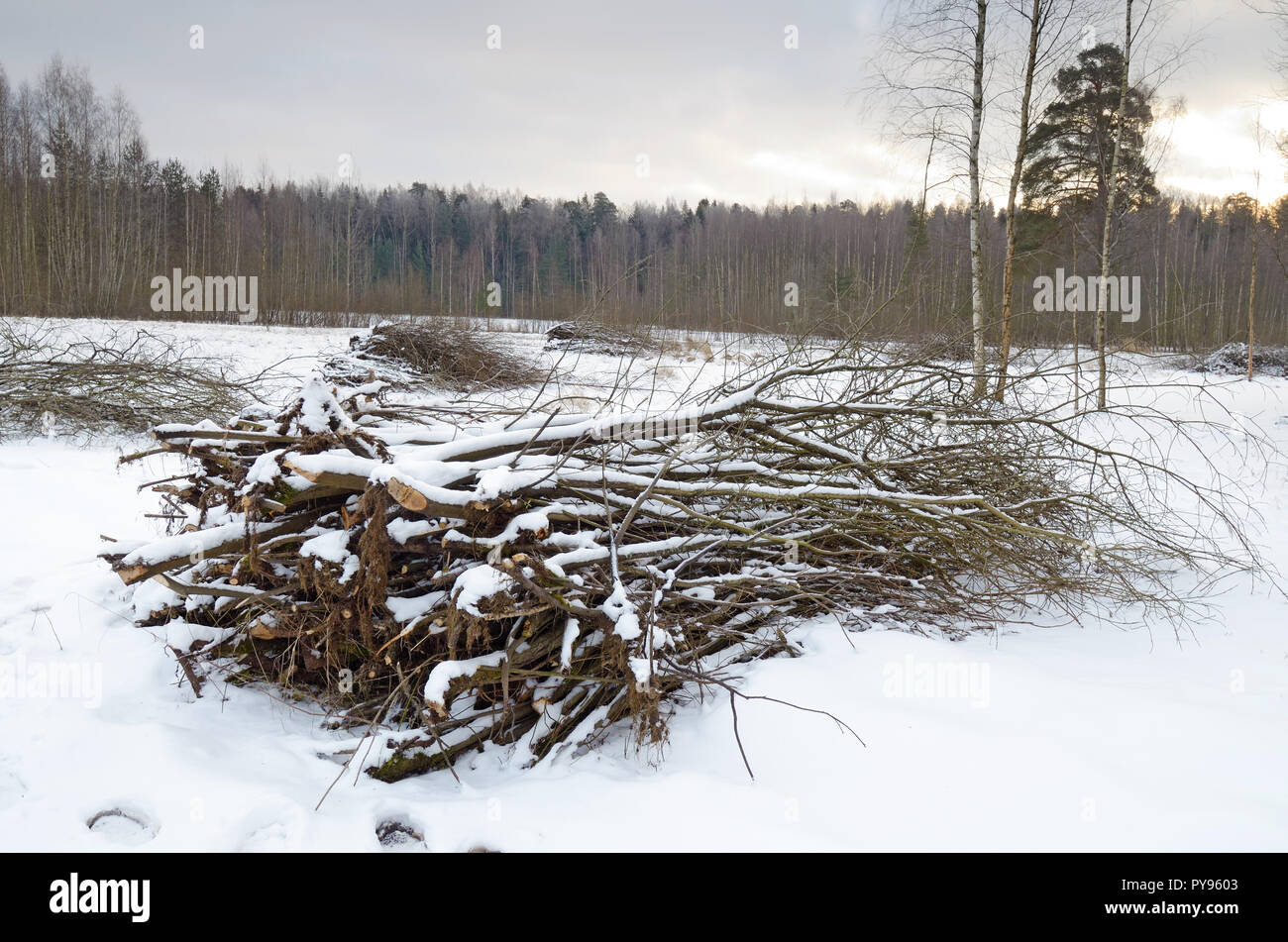 Broussailles est recueillie dans une pile dans une clairière.Le défrichage des forêts à partir de branches sèches. Banque D'Images