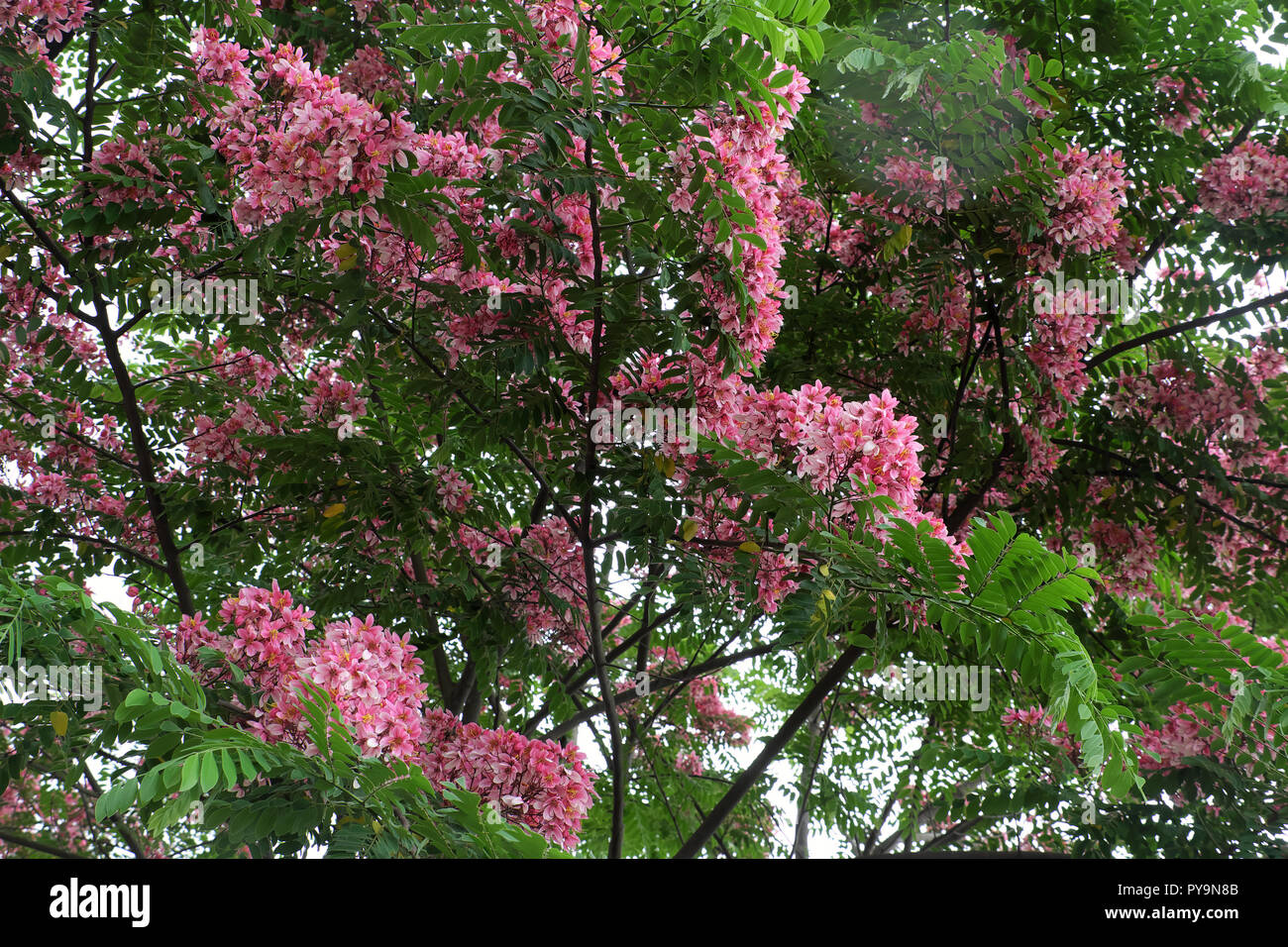Beau grand arbre à fleurs roses, arbre flamboyant vermillon bloom en couleurs vives le jour Banque D'Images