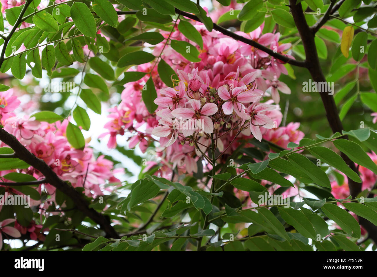 Beau grand arbre à fleurs roses, arbre flamboyant vermillon bloom en couleurs vives le jour Banque D'Images