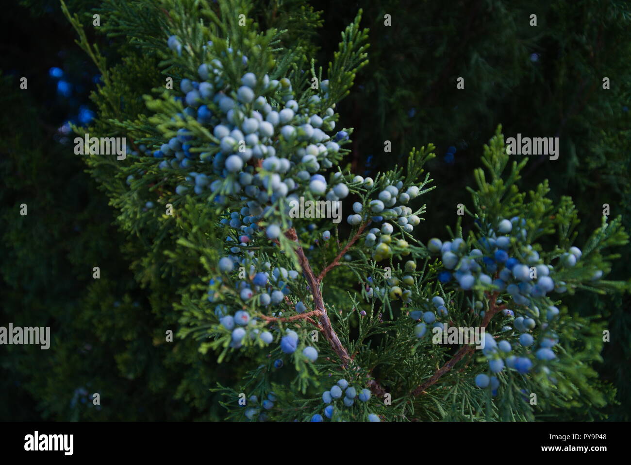En et hors-focus et branches de genévrier les baies de genévrier bleu. Dégage une ambiance de Noël, maison de vacances. Banque D'Images