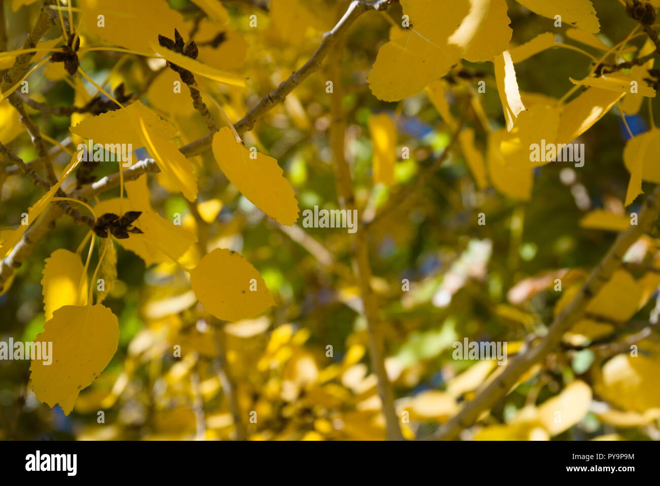 Les feuilles de peuplier jaune dans l'accent sur une branche. Derrière sont plus de feuilles et des conseils d'un ciel bleu. Banque D'Images