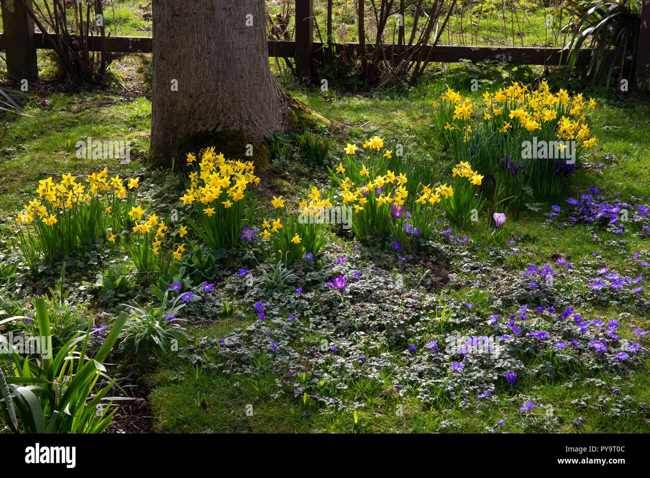 Fleurs de printemps autour d'arbre en jardin anglais,Angleterre,Europe Banque D'Images