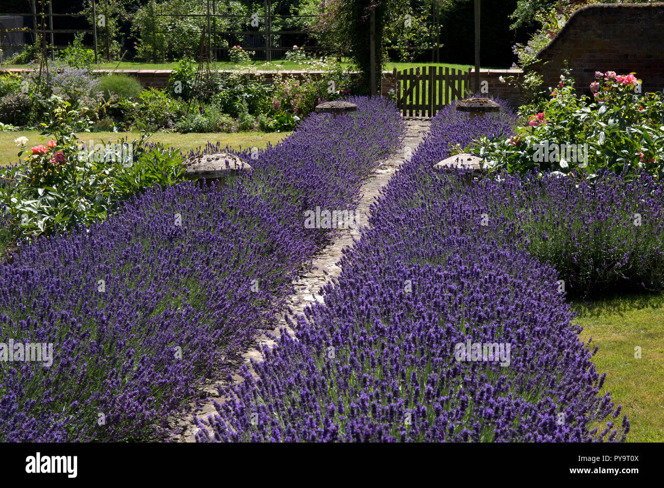 Jardin chemin bordé de lavande en jardin anglais,Angleterre,Europe Banque D'Images