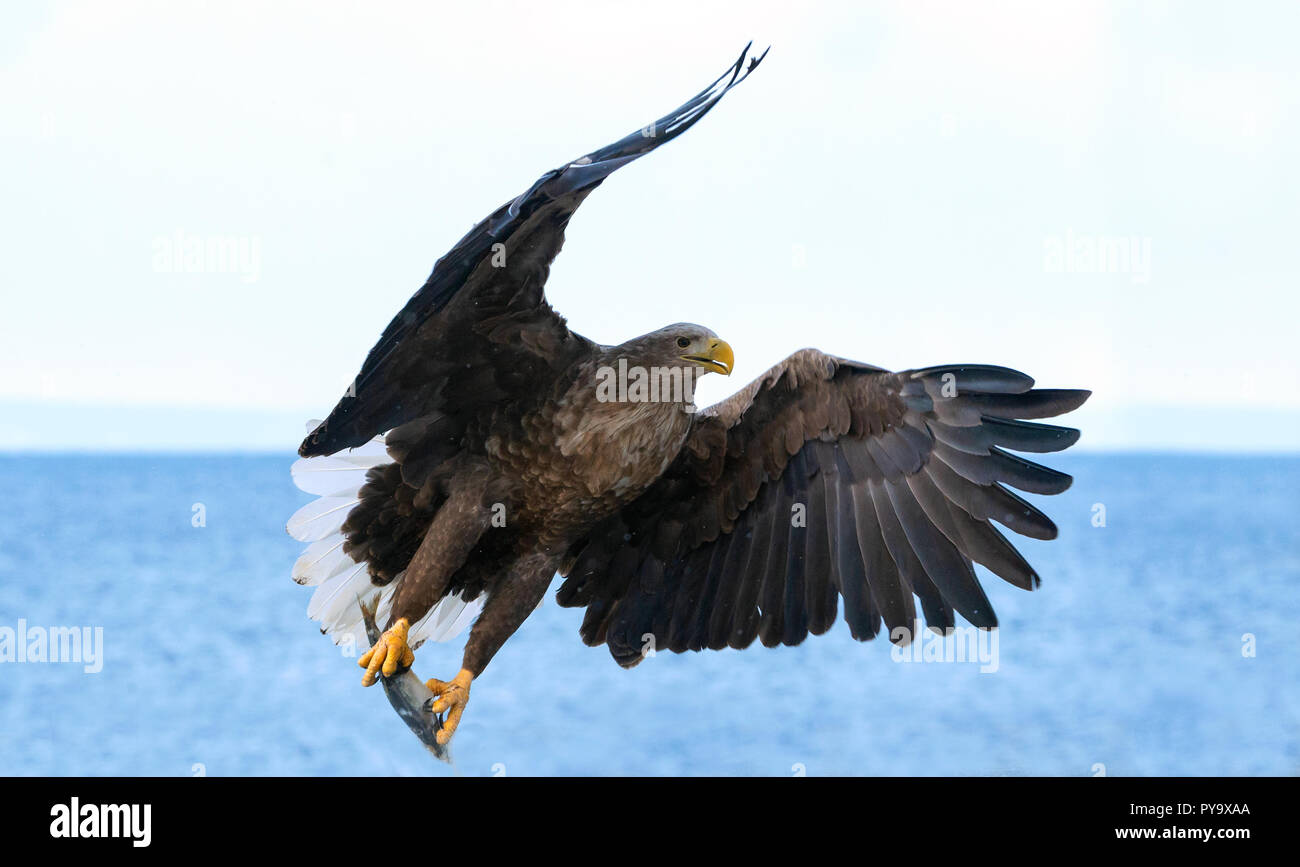 Blanc adultes queue blanche en vol. Ciel bleu de l'océan et l'arrière-plan. Nom scientifique : Haliaeetus albicilla, également connu sous le nom de l'ern, erne, gray eagle, Eur Banque D'Images