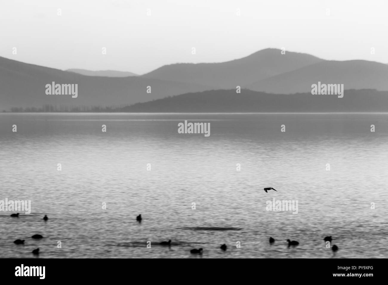 Belle vue sur un lac avec des oiseaux sur l'eau Banque D'Images