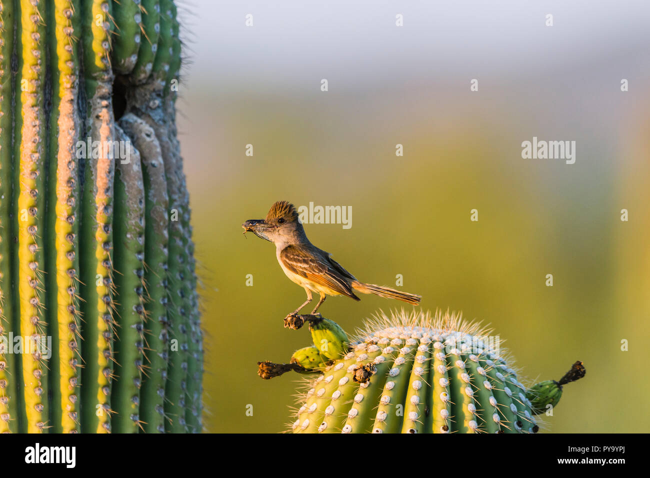 Un Brown-crested Flycatcher (Myiarchus tyrannulus) perches avant de déposer un cigale écrasée de son nid dans un Saguaro (Carnegiea gigantea). (Arizona) Banque D'Images