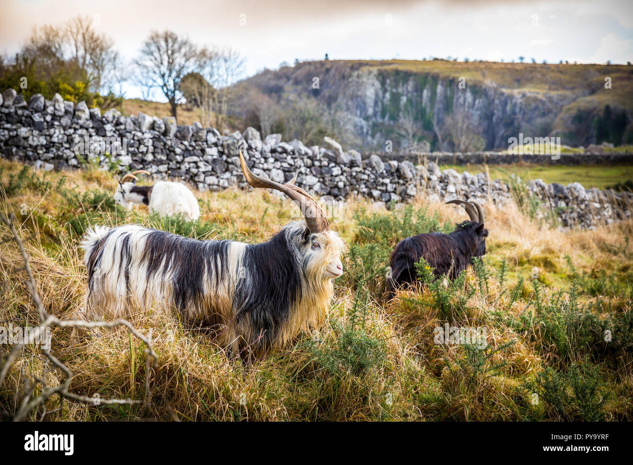 Le pâturage des chèvres à cornes dans les hautes herbes et les ajoncs à gorge de Cheddar au sud-ouest de l'Angleterre Banque D'Images