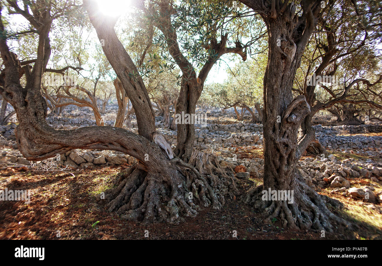 Vieil Olivier Banque D'Images