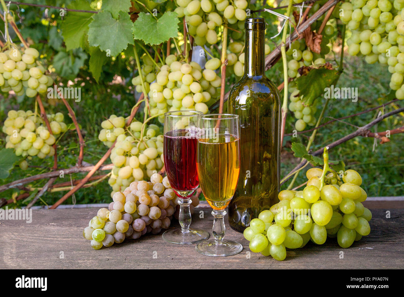 Deux verres de vin rouge et blanc avec des raisins bouquets, bouteille de vin sur fond de bois vintage sur le vignoble historique. Bouquets de vert et Banque D'Images